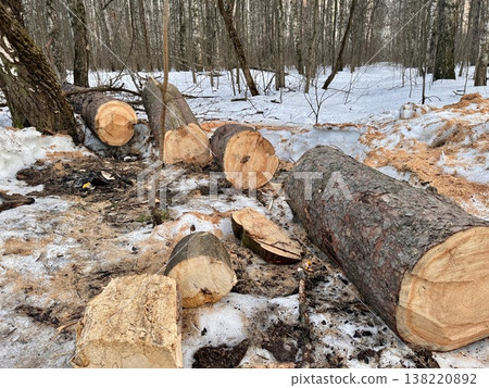 illegal logging in a forest park in Russia in the spring illegal logging in a forest park in Russia in the spring 138220892