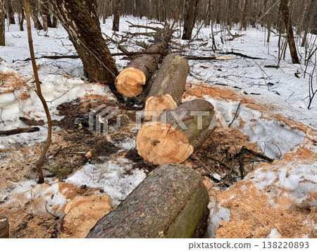 illegal logging in a forest park in Russia in the spring 138220893