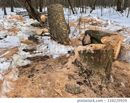 illegal logging in a forest park in Russia in the spring illegal logging in a forest park in Russia in the spring 138220930