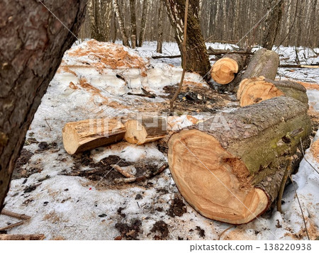 illegal logging in a forest park in Russia in the spring illegal logging in a forest park in Russia in the spring 138220938