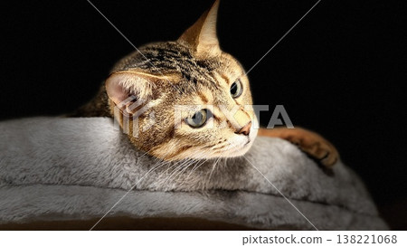 Kijitora 貓在貓塔中放鬆 138221068