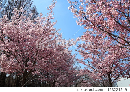 ◇ 櫻花博覽會紀念公園「SAKURA EXPO（日本百大賞櫻勝地）」東廣場 [吹田市] 138221249