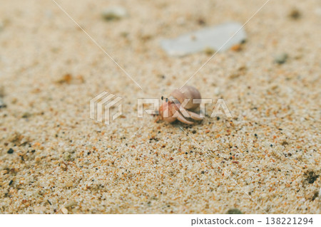 Hermit crabs on a beach in Sri Lanka Hermit crabs on a beach in Sri Lanka 138221294