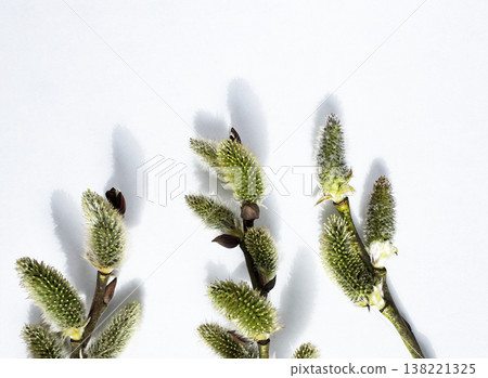 willow twigs on a white background 138221325
