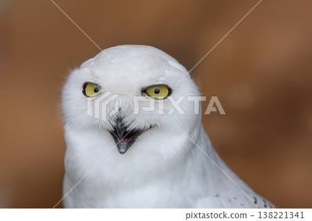 Close-up of a smiling snowy owl's face Close-up of a smiling snowy owl's face 138221341
