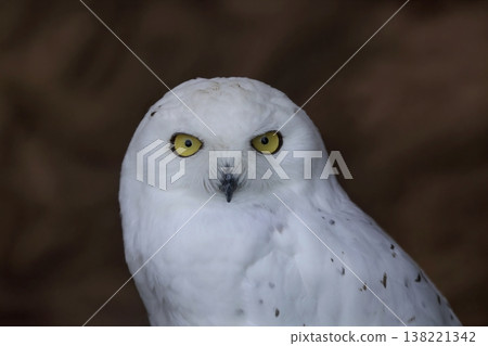 A close-up of a snowy owl's face looking directly at the camera. A close-up of a snowy owl's face looking directly at the camera. 138221342