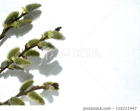 willow twigs on a white background 138221447