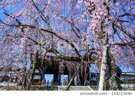 Tokyo, Fuchu City, Togo-ji Temple, Weeping Cherry Tree 138221646