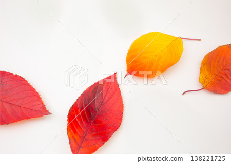 An image of autumn leaves fall An image of autumn leaves fall 138221725