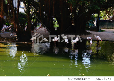 Flock of pink flamingos wading in pond water surrounded by trees in Hong Kong Kowloon Park Flock of pink flamingos wading in pond water surrounded by trees in Hong Kong Kowloon Park 138221735