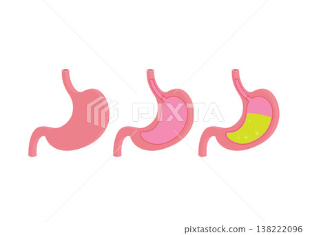 Anatomy of the Human Stomach Showing Digestive Acid Stock Illustration. Anatomy of the Human Stomach Showing Digestive Acid Stock Illustration. 138222096