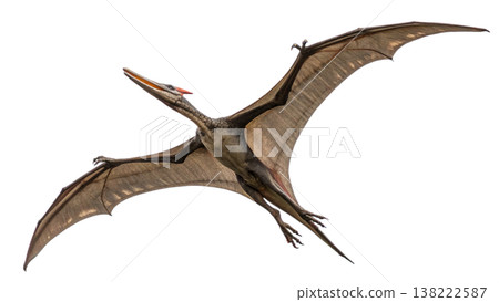 Isolated Pterodactyl soars in flight, showcasing prehistoric animal. 138222587