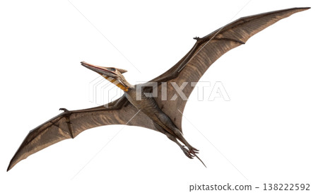 Isolated Pterodactyl soars in flight, showcasing prehistoric animal. Isolated Pterodactyl soars in flight, showcasing prehistoric animal. 138222592