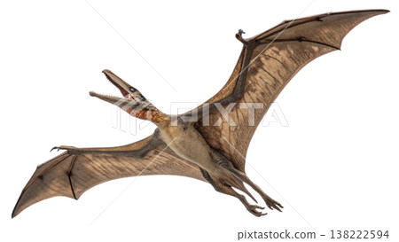 Isolated Pterodactyl soars in flight, showcasing prehistoric animal. 138222594