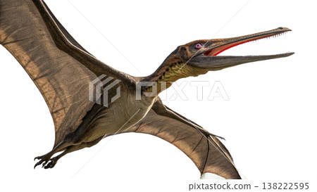 Isolated Pterodactyl soars in flight, showcasing prehistoric animal. Isolated Pterodactyl soars in flight, showcasing prehistoric animal. 138222595