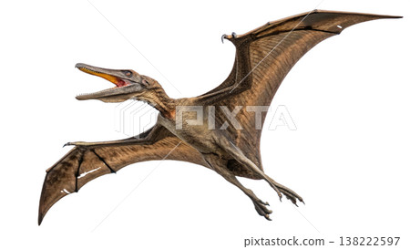 Isolated Pterodactyl soars in flight, showcasing prehistoric animal. 138222597
