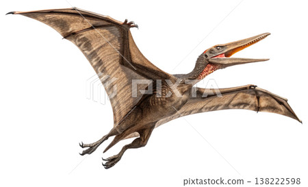 Isolated Pterodactyl soars in flight, showcasing prehistoric animal. Isolated Pterodactyl soars in flight, showcasing prehistoric animal. 138222598