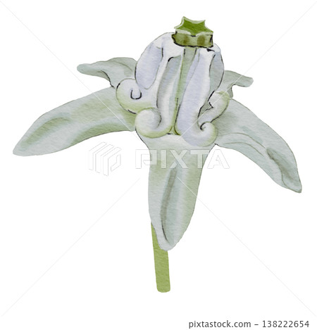 White Crown Flower or Dok Ruk Isolated on Black 138222654