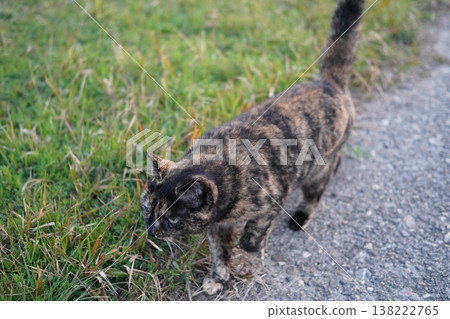 Rusty cat playing on the embankment Rusty cat playing on the embankment 138222765
