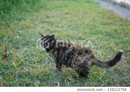 Rusty cat playing on the embankment Rusty cat playing on the embankment 138222766