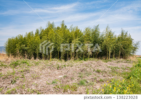 Bamboo grove along the Yodo River, Yawata City, Kyoto Prefecture Bamboo grove along the Yodo River, Yawata City, Kyoto Prefecture 138223028