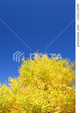 Autumn ginkgo leaves in the park and the blue sky Autumn ginkgo leaves in the park and the blue sky 138223046
