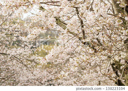 久里濱花卉公園的春天 138223104