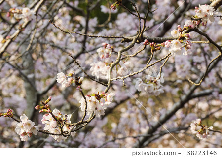 Spring at Kurihama Flower Park Spring at Kurihama Flower Park 138223146
