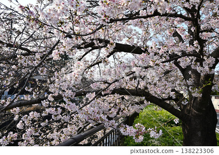 Scenery with cherry blossoms Scenery with cherry blossoms 138223306