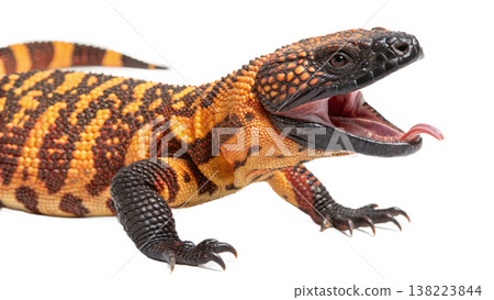 Isolated Gila monster venomous lizard reptile orange yellow. Isolated Gila monster venomous lizard reptile orange yellow. 138223844