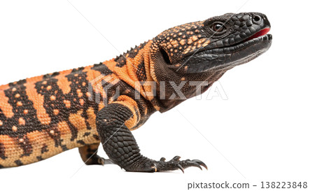 Isolated Gila monster venomous lizard reptile orange yellow. Isolated Gila monster venomous lizard reptile orange yellow. 138223848