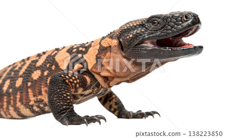 Isolated Gila monster venomous lizard reptile orange yellow. 138223850