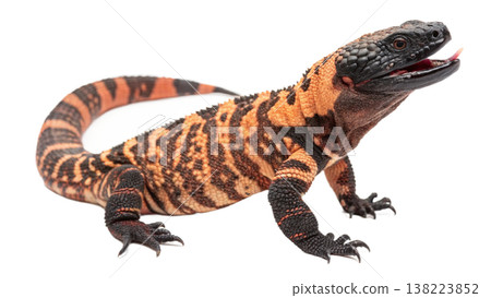Isolated Gila monster venomous lizard reptile orange yellow. Isolated Gila monster venomous lizard reptile orange yellow. 138223852
