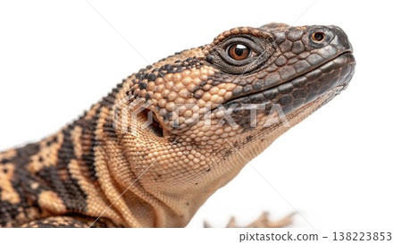 Isolated Gila monster venomous lizard reptile orange yellow. Isolated Gila monster venomous lizard reptile orange yellow. 138223853