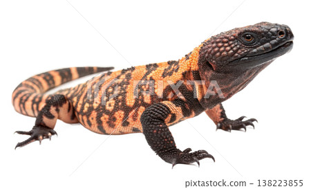 Isolated Gila monster venomous lizard reptile orange yellow. Isolated Gila monster venomous lizard reptile orange yellow. 138223855