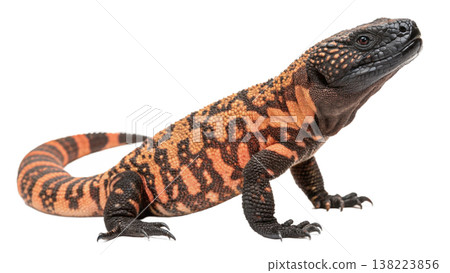 Isolated Gila monster venomous lizard reptile orange yellow. Isolated Gila monster venomous lizard reptile orange yellow. 138223856