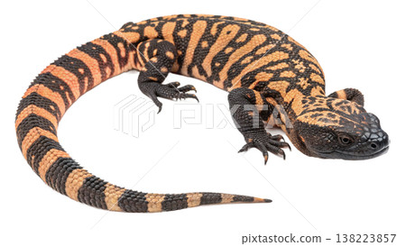 Isolated Gila monster venomous lizard reptile orange yellow. Isolated Gila monster venomous lizard reptile orange yellow. 138223857