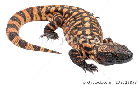 Isolated Gila monster venomous lizard reptile orange yellow. 138223858
