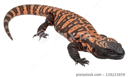 Isolated Gila monster venomous lizard reptile orange yellow. Isolated Gila monster venomous lizard reptile orange yellow. 138223859