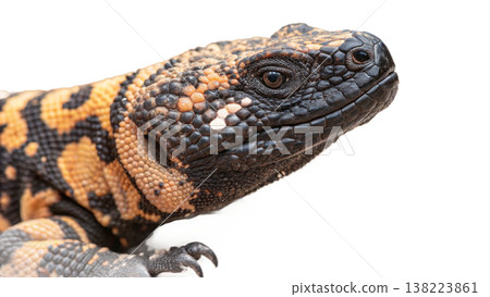 Isolated Gila monster venomous lizard reptile orange yellow. Isolated Gila monster venomous lizard reptile orange yellow. 138223861