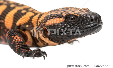 Isolated Gila monster venomous lizard reptile orange yellow. Isolated Gila monster venomous lizard reptile orange yellow. 138223862