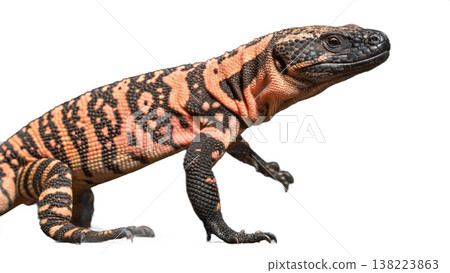 Isolated Gila monster venomous lizard reptile orange yellow. Isolated Gila monster venomous lizard reptile orange yellow. 138223863