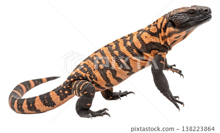Isolated Gila monster venomous lizard reptile orange yellow. Isolated Gila monster venomous lizard reptile orange yellow. 138223864