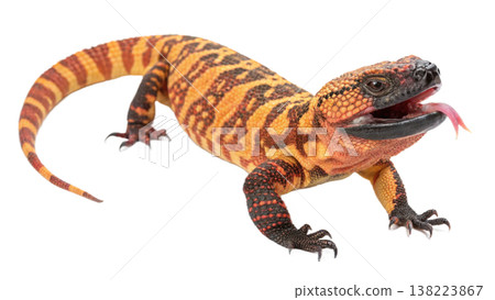 Isolated Gila monster venomous lizard reptile orange yellow. Isolated Gila monster venomous lizard reptile orange yellow. 138223867