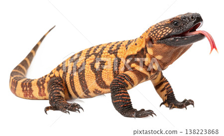 Isolated Gila monster venomous lizard reptile orange yellow. Isolated Gila monster venomous lizard reptile orange yellow. 138223868