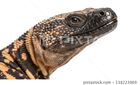 Isolated Gila monster venomous lizard reptile orange yellow. Isolated Gila monster venomous lizard reptile orange yellow. 138223869