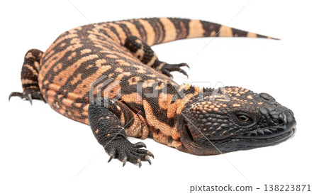 Isolated Gila monster venomous lizard reptile orange yellow. 138223871