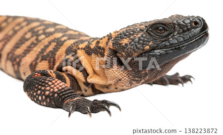 Isolated Gila monster venomous lizard reptile orange yellow. Isolated Gila monster venomous lizard reptile orange yellow. 138223872