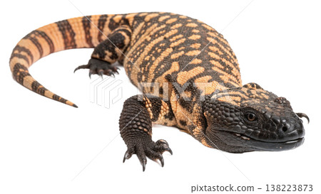 Isolated Gila monster venomous lizard reptile orange yellow. Isolated Gila monster venomous lizard reptile orange yellow. 138223873