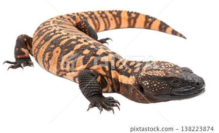 Isolated Gila monster venomous lizard reptile orange yellow. Isolated Gila monster venomous lizard reptile orange yellow. 138223874